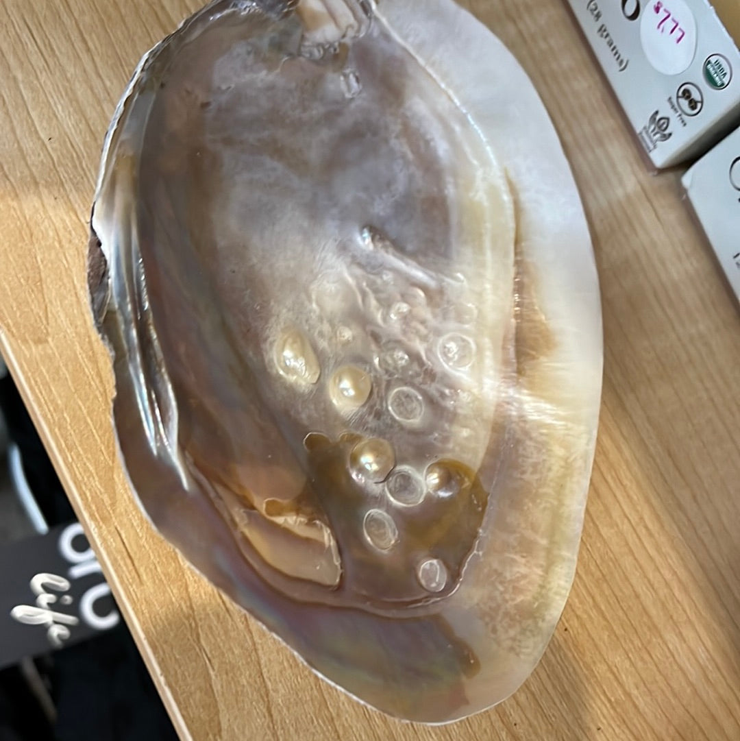 Abalone Shells