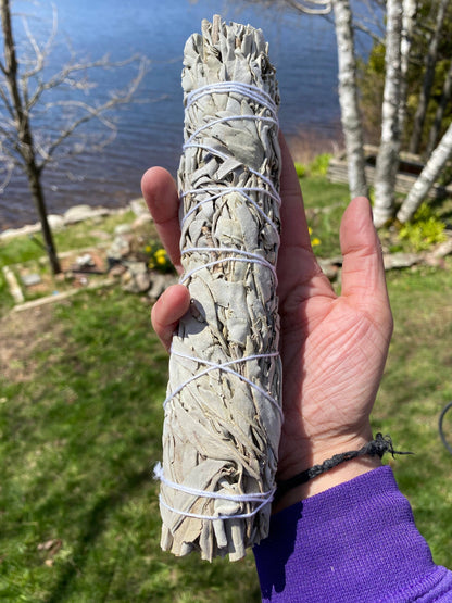 8-9” White Sage Smudging Sticks