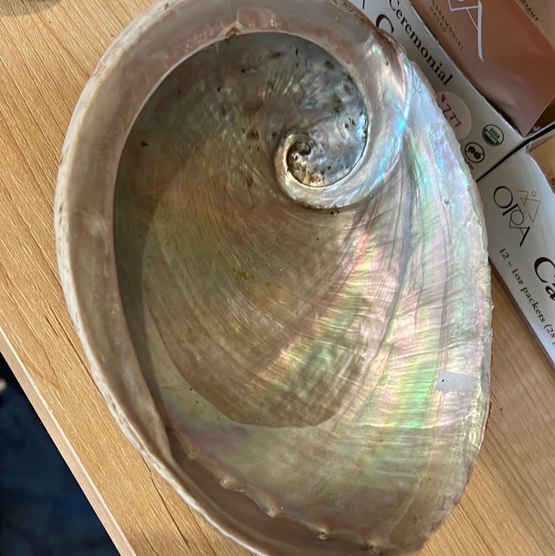 Abalone Shells