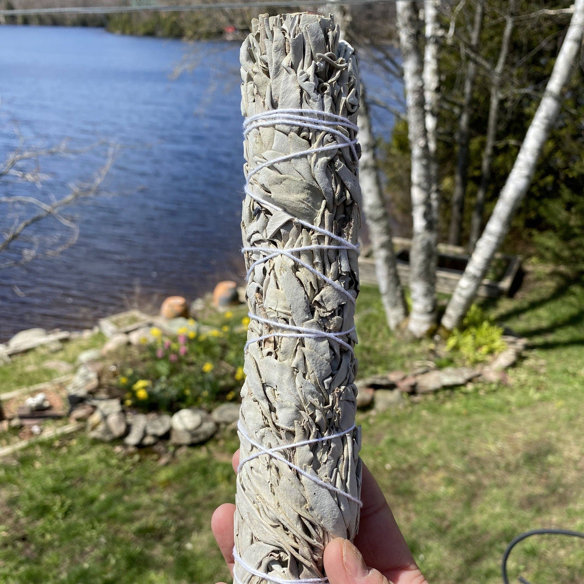 8-9” White Sage Smudging Sticks